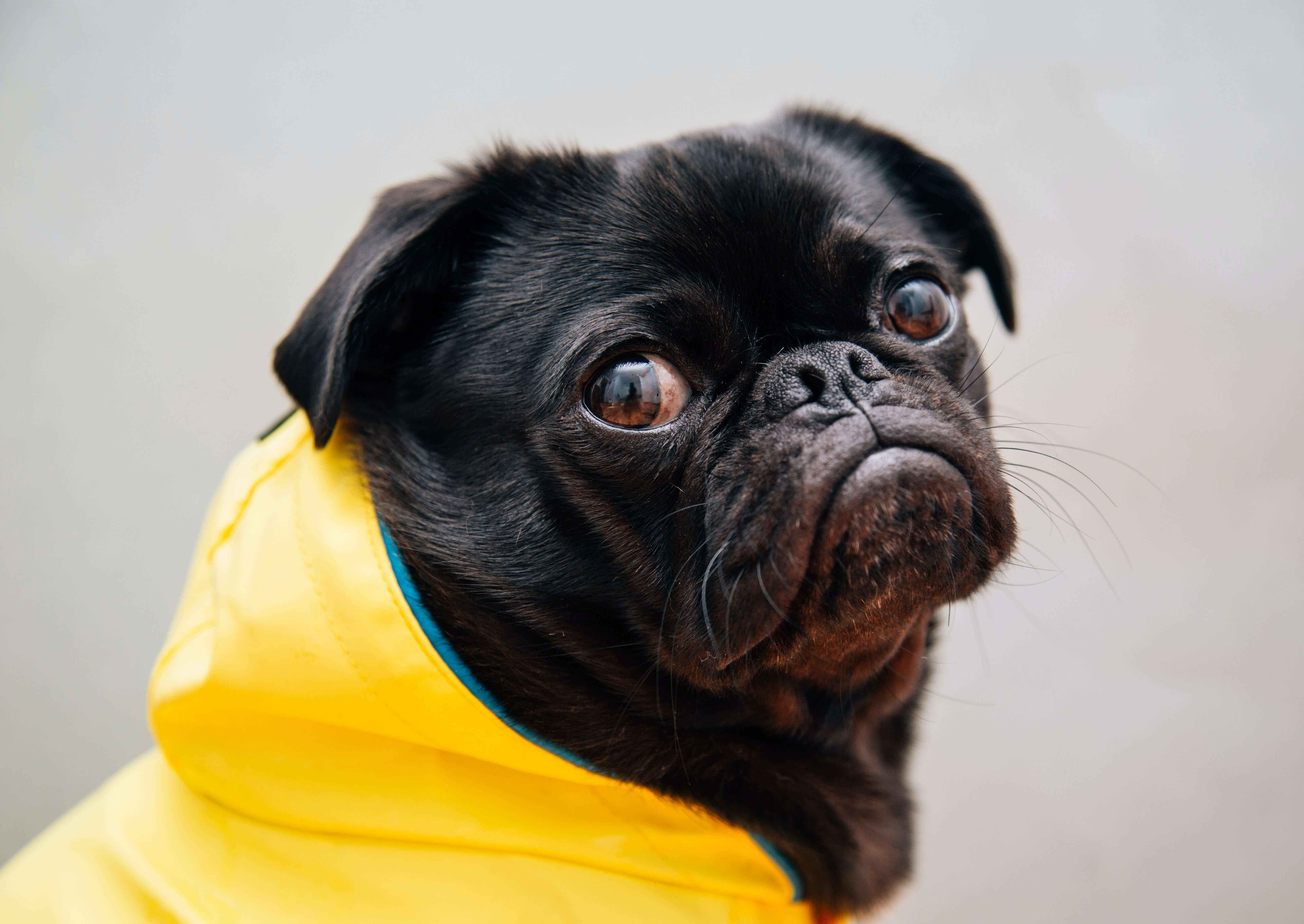 A sad looking puppy that indicates the disappointment of a customer who leaves a negative online review and actually wanted to hear back from the brand